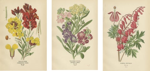 Charming Florals of the Victorian Era: A Collection of Antique Prints, 1896, view 2