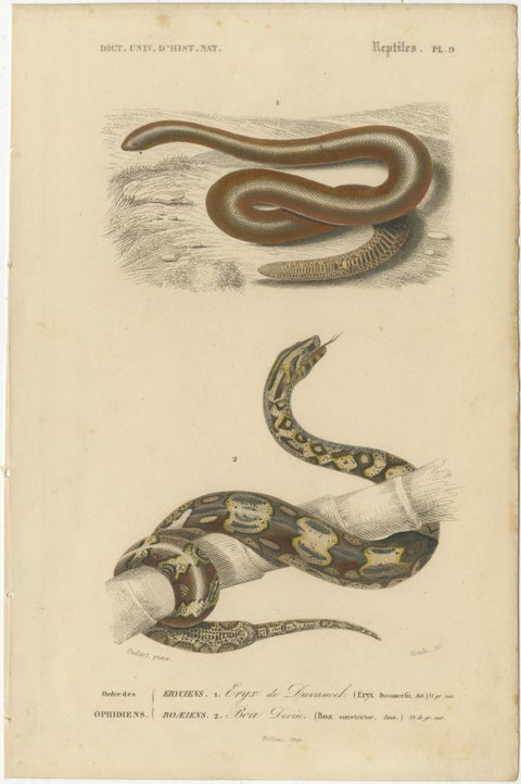 Snake Print of Sand Boa and Boa Constrictor, c.1850, by Orbigny, view 2