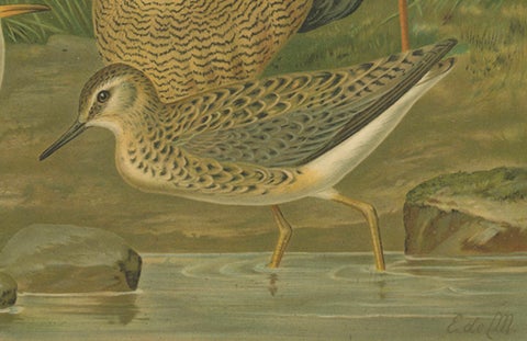 Ruffs and Reeves in Breeding Plumage, Ornithological Lithograph c.1895, close-up 4