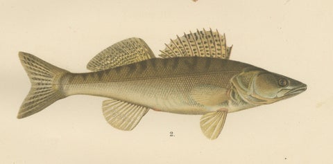 Perch, Pike-Perch, and Ruffe - Majestic Scandinavian Fish Lithograph, 1895, close-up 4