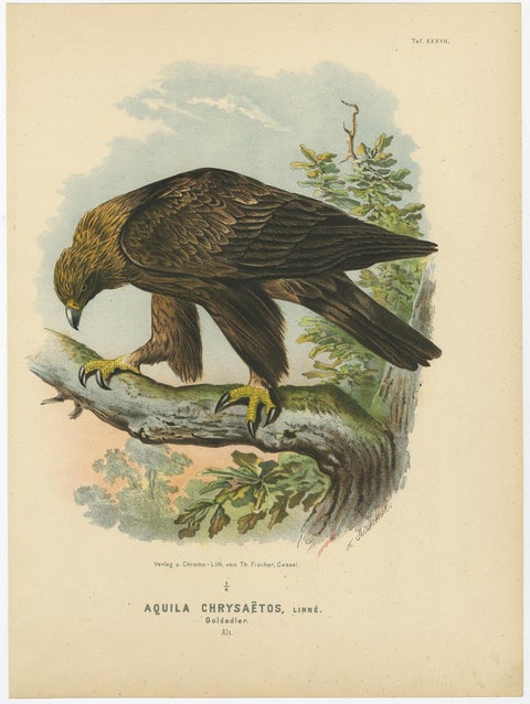 Birds of Prey, Antique Prints of Eagles and Falcons, Set of Three, 1894, view 2
