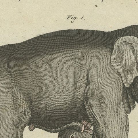 Original Antique Print of the Indian Elephant and the Mythical Beast Sukotyro, close-up 1