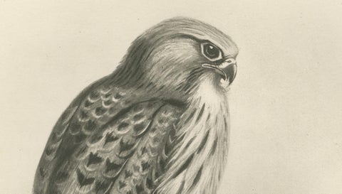 Antique Common Kestrel Bird Print by Lilian M. Medland, 1908, close-up 3