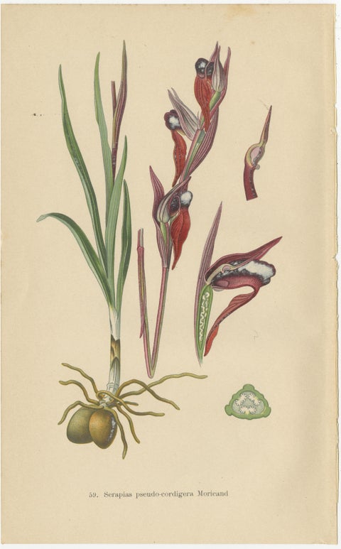 Nature's Masterpieces in Original Antique Print: The Orchids of 1904, view 2