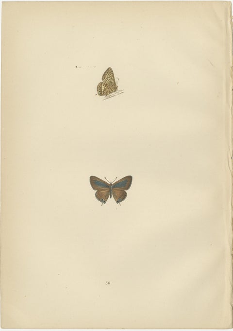 Chromatic Splendor: The Copper, Argus, and Blue of Morris's 1890 Lepidoptera, view 3