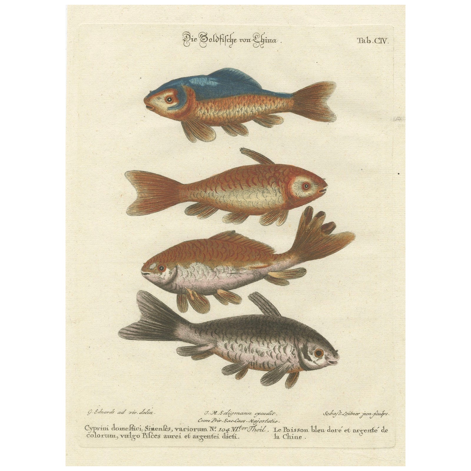 Exotic Goldfish of China: An 18th-Century Hand-Colored Copper Engraving, c.1773