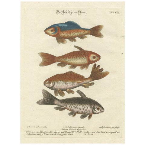 Exotic Goldfish of China: An 18th-Century Hand-Colored Copper Engraving, c.1773