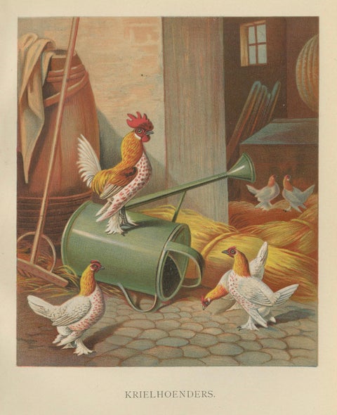 The Charming Krielhoenders - A 19th Century Poultry Lithograph, close-up 5