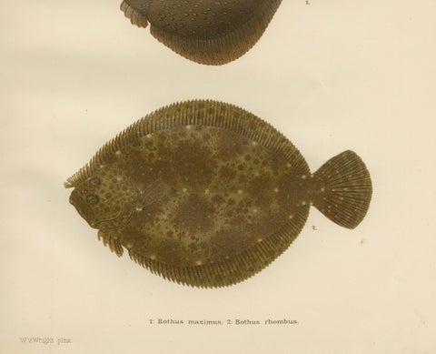 Turbot and Brill - Majestic Scandinavian Flatfish Lithograph, 1895, close-up 1