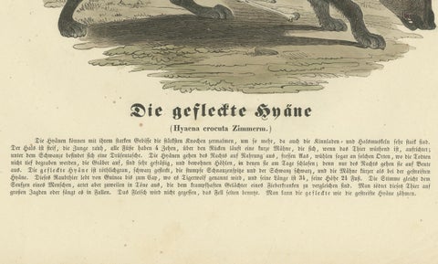Die gefleckte Hyäne (Spotted Hyena) - Hand-Colored Zoological Print, Circa 1840, close-up 3