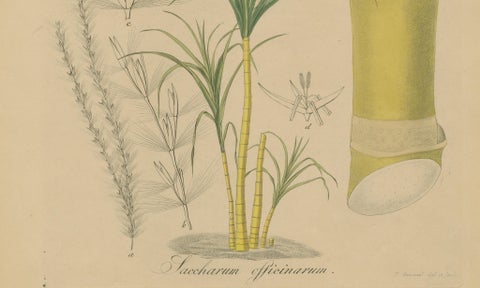 Antique Sugarcane Botanical Print, Saccharum officinarum, Hayne, ca.1820, close-up 4