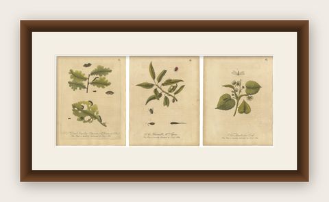 Antique Botanical Insect Engravings with Caterpillars and Ladybirds, Albin 1720, shown framed