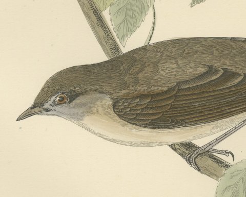 Garden Warbler on a Branch, Hand Colored Antique Bird Print, Morris, 1896, close-up 1