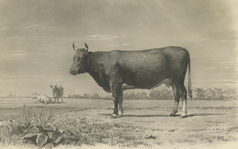 Antique Print of a Breton Cow, a French Cattle Breed from Brittany, 1862, close-up 3