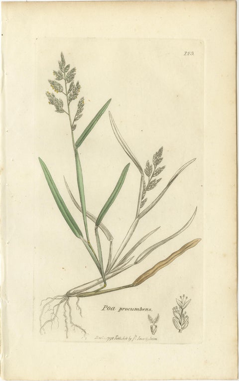 Set of 8 Antique Botanical Prints, Poa Grasses: Meadowgrass & Bluegrass ca.1830, view 4