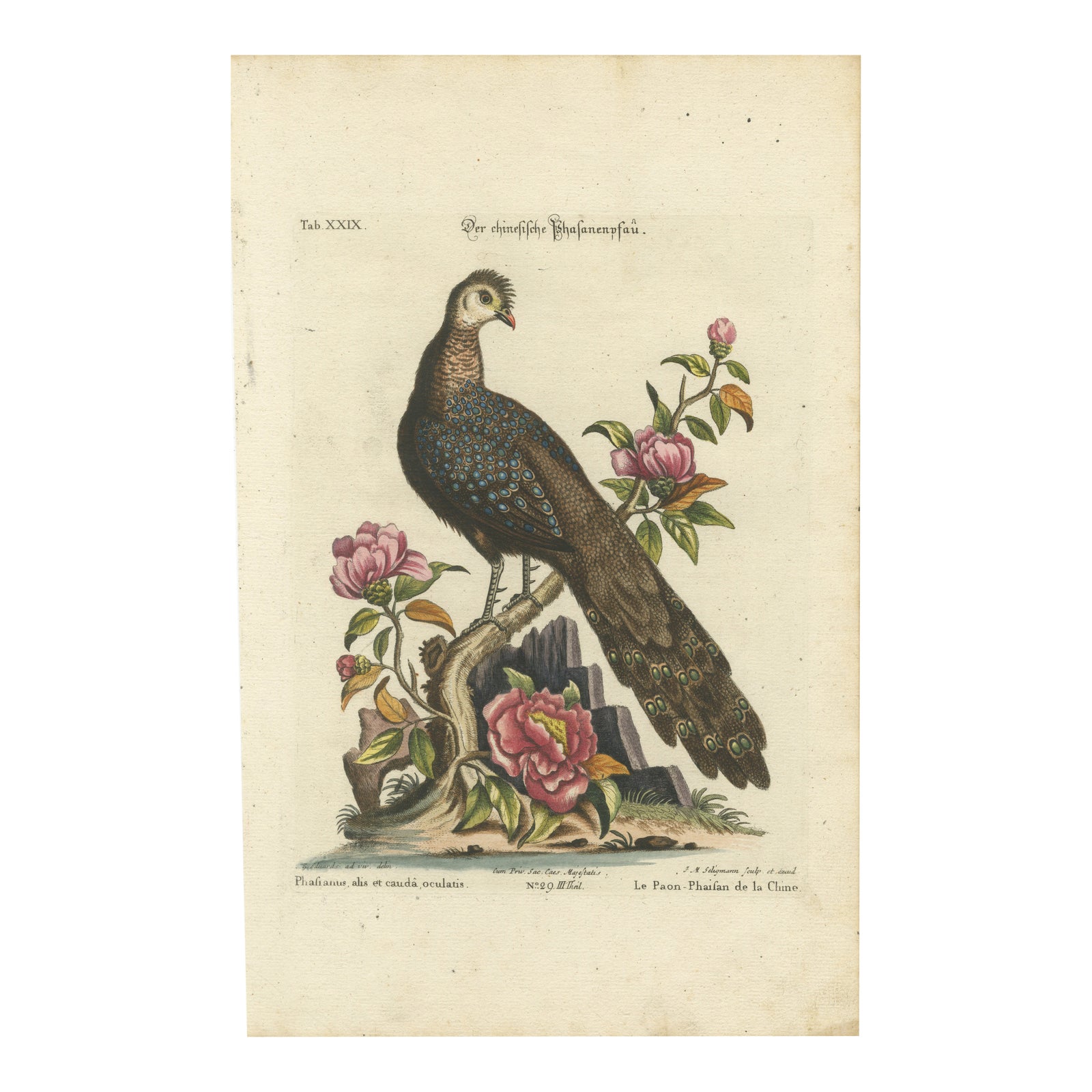 Chinese Peacock-Pheasant, Hand-Colored Engraving by Edwards & Seligmann, c.1770