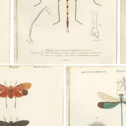 Set of 7 Antique Prints of a Grasshopper and other Insects, close-up 2