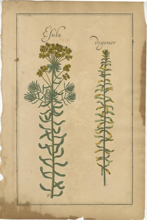 Rare 17th Century Botanicals, Trifolium, Gula Degener & Lotus, Leipzig, c.1690, view 3