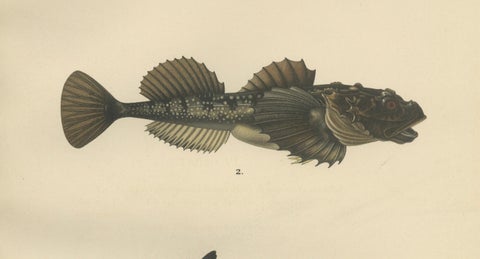 Ray’s Bream and Fourhorn Sculpin - Rare Scandinavian Fish Lithograph, 1895, close-up 4