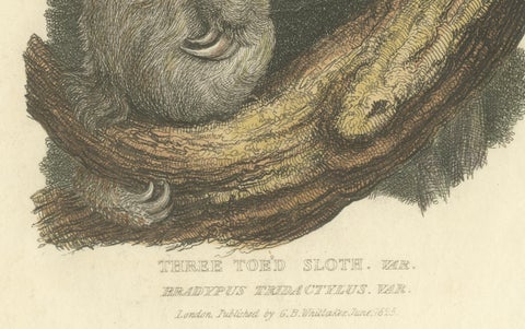 Antique Print with Hand Coloring of a Pale-Throated Sloth, close-up 2