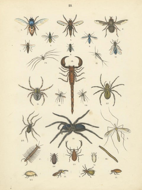 Arachnids & Insects Print: Spiders, Scorpion, Centipedes, Flies, Antique 1867, close-up 6