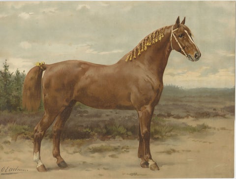 Antique Dutch Gelderland Horse Print by Otto Eerelman, 1898