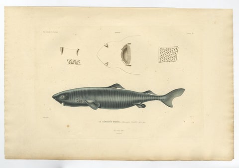 Rare Hand-Colored Antique Engraving of A Greenland Shark, 1842, view 2