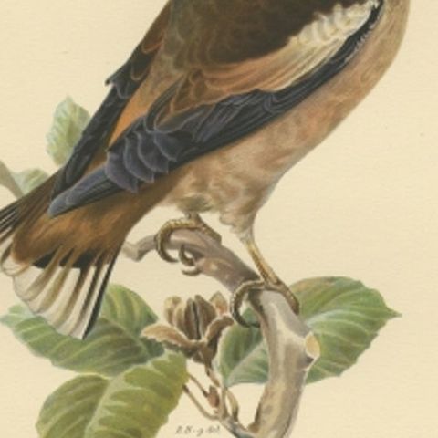 Antique Bird Print of the Hawfinch by Von Wright, 1927, close-up 2