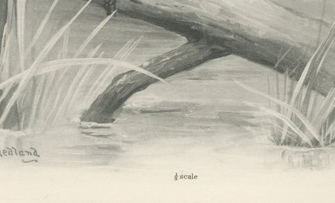 Night Heron, Antique Bird Print after Lilian Medland, circa 1909, close-up 1