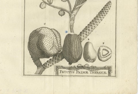 Fruits of the Theban Palm, Botanical Study of Date Palm Egypt c.1776, close-up 1
