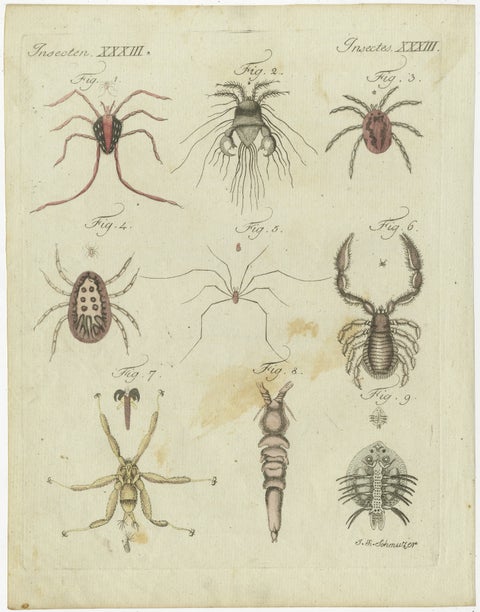 Mites and Spiders: Hand-Colored Engraving from Bertuch's Bilderbuch für Kinder, view 2