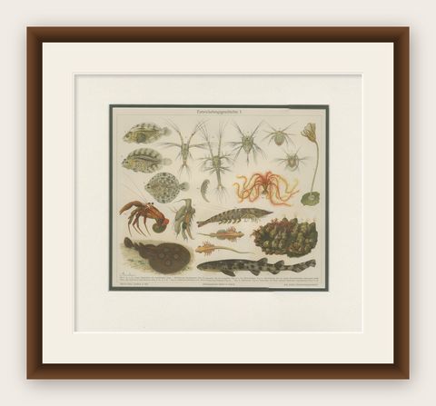 Antique Print of Various Marine Life by Meyer 'c.1905', shown framed