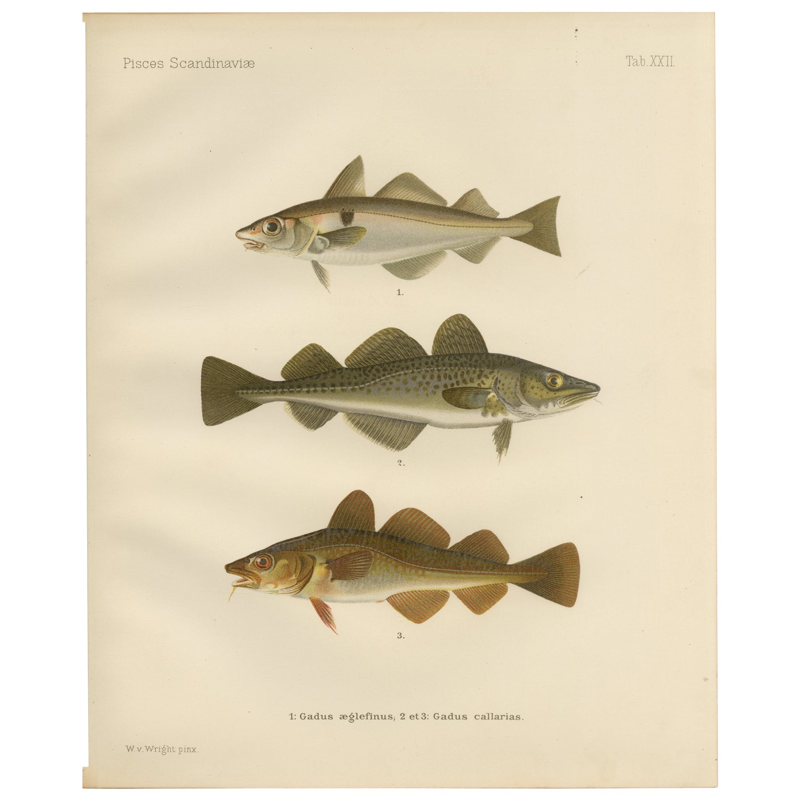 Haddock and Atlantic Cod - Majestic Scandinavian Fish Lithograph, 1895