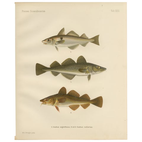 Haddock and Atlantic Cod - Majestic Scandinavian Fish Lithograph, 1895