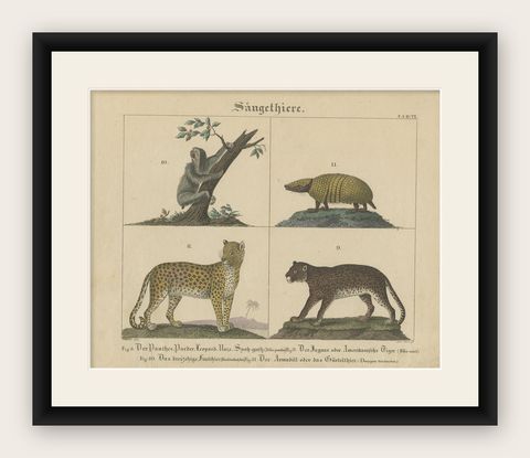 Antique Mammal Print of a Sloth, Armadillo and Leopard, 1831, shown framed