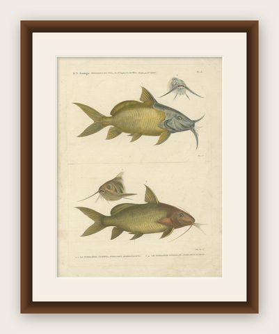 Antique Fish Print of the Synodontis Membranacea and Pimelodus Clarias, 1809, shown framed