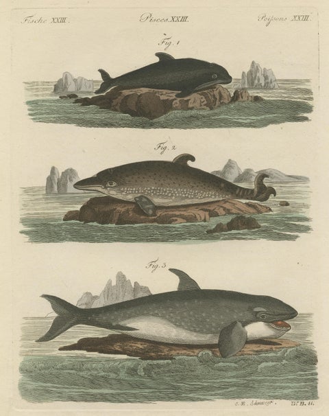 Hand Colored Engraving of a Harbour Porpoise and Other Marine Life, view 3