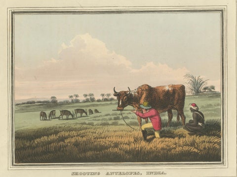 Foreign Field Sports: Shooting Antelopes in India, Aquatint, 1813, close-up 1