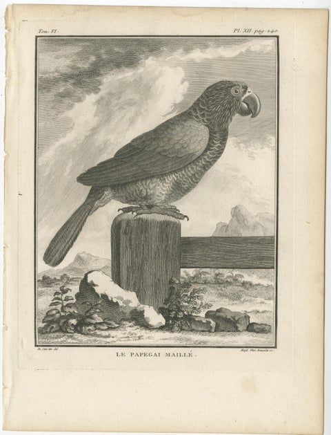 Original Antique Bird Engraving of a Gridded Parrot, view 2