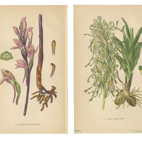 Original Botanical Treasures: The Orchids of Müller's 1904 Collection, close-up 1