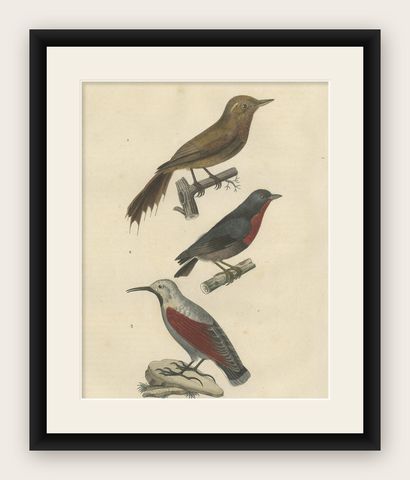 Original Old Bird Print of a Woodcreeper, a Flowerpecker and a Wallcreeper, shown framed