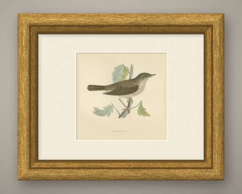 Nightingale Perched among Lobed Leaves, Morris Bird Print, 1896, shown framed