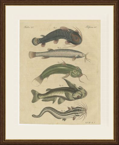 Five Catfish with Long Barbels, Antique Bertuch Print, circa 1815, shown framed