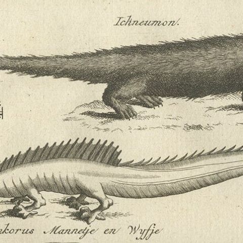 Antique Engravings of Lizards, Locust, Mongoose and a Sea Urchin, 1773, close-up 1