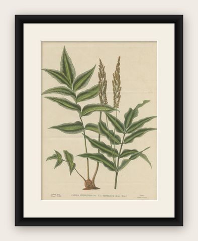 Antique Botany Print of Anemia Phyllitidis '1875', shown framed
