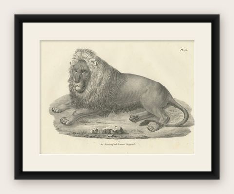 19th-Century Lithograph of the Barbary Lion in a Majestic Reclining Pose, shown framed