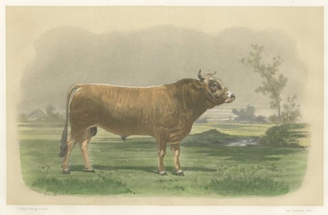 Parthenais Bull, Antique Cattle Print after Van Marcke, 1873