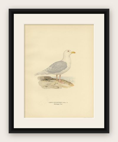 Antique Bird Print of the White-Winged Tern by Von Wright, 1929, shown framed