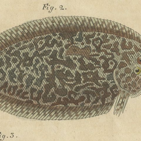 Five Soles and Flatfish, Antique Bertuch Print, circa 1815, close-up 1