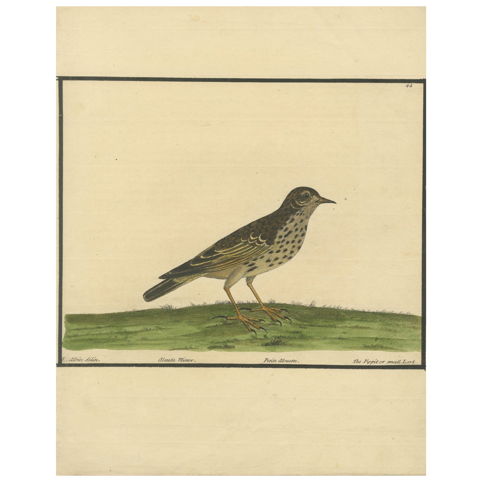 Antique Hand-Colored Engraving of The Pipit or Small Lark by Eleazar Albin, 1730